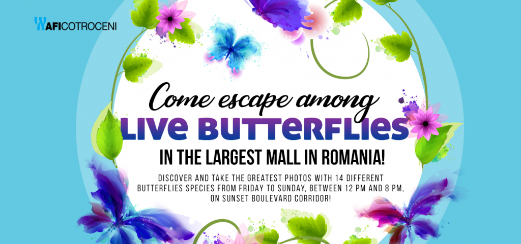 Live Butterflies