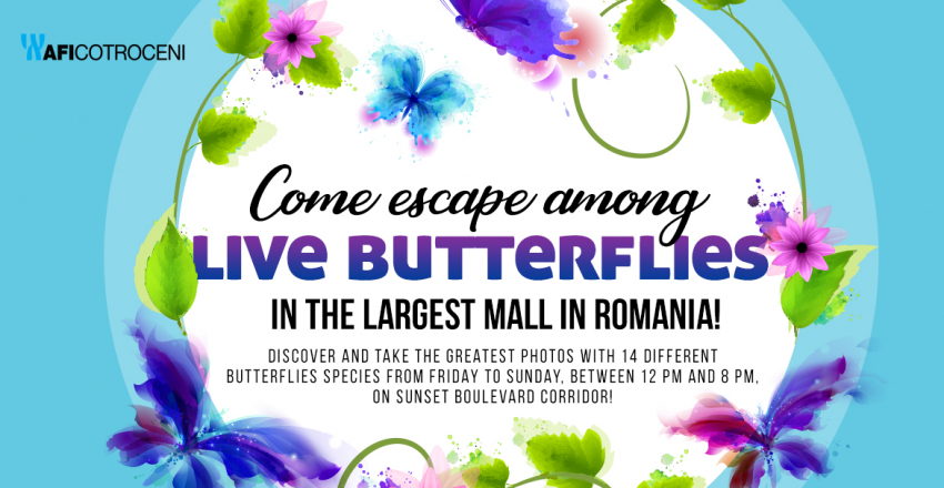 Live Butterflies